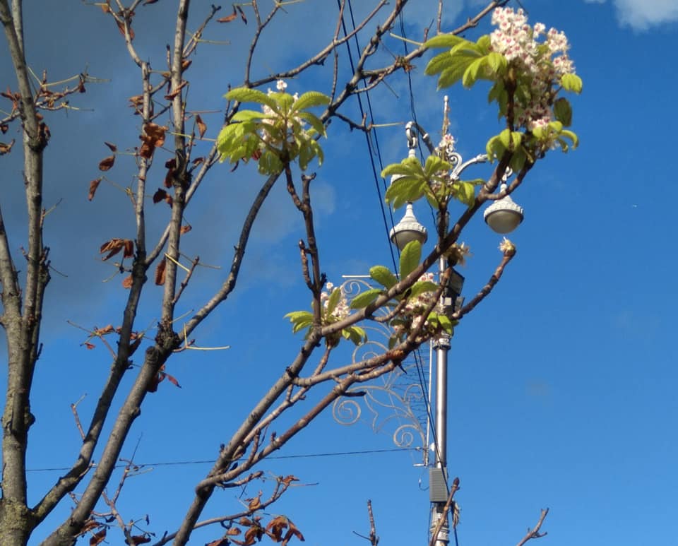 Весна осенью? В Киеве на фото попала природная аномалия